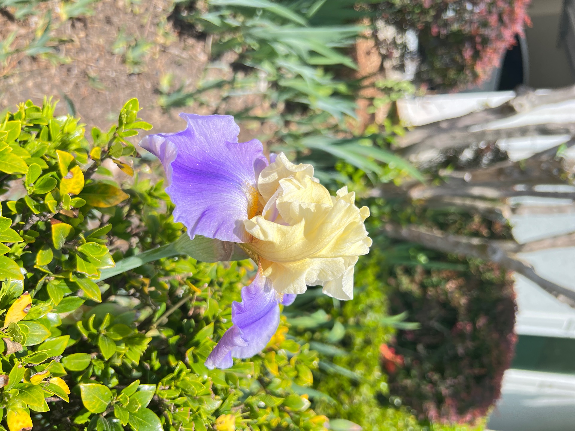 IMG_5661.jpeg