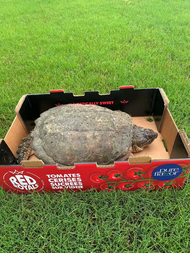 BigTurtle_05.jpg