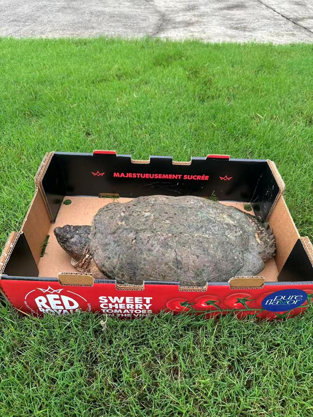 BigTurtle_07.jpg