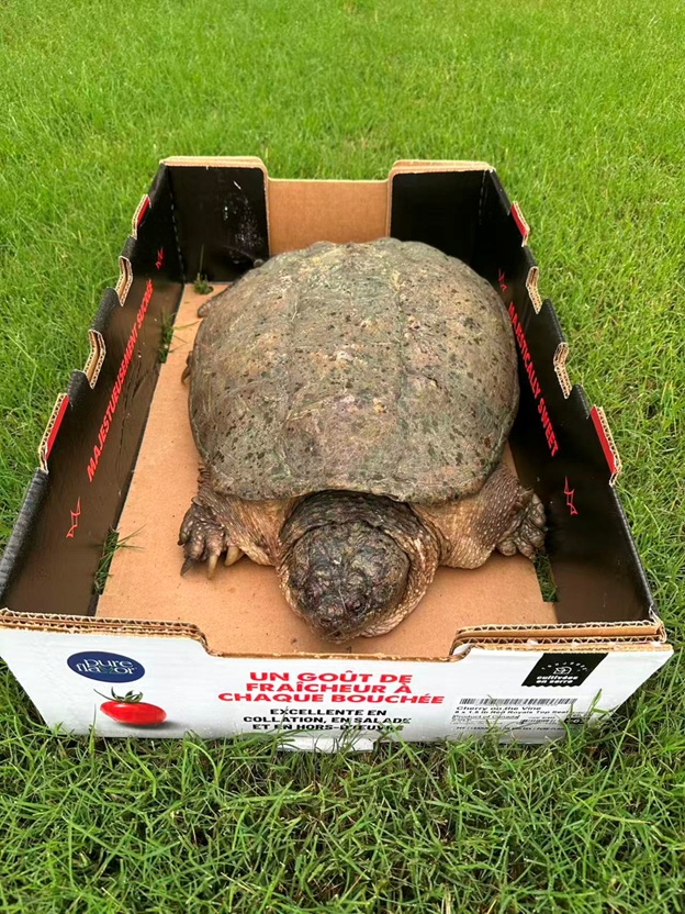BigTurtle_06.jpg