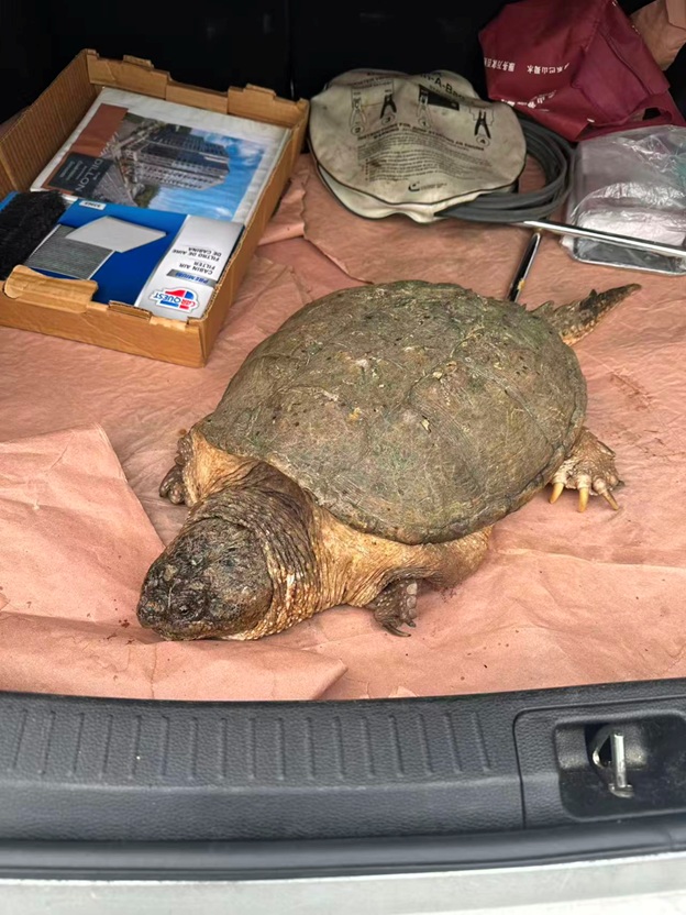 BigTurtle_04.jpg