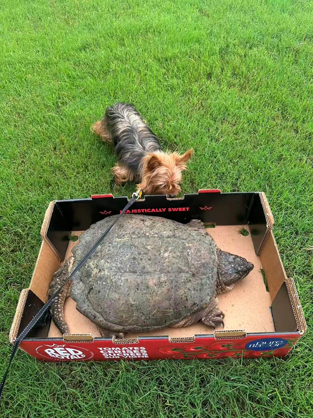 BigTurtle_09.jpg