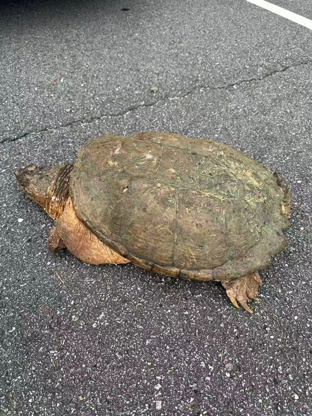 BigTurtle_03.jpg