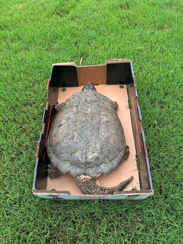 BigTurtle_08.jpg