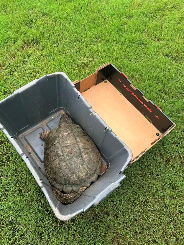 BigTurtle_11.jpg