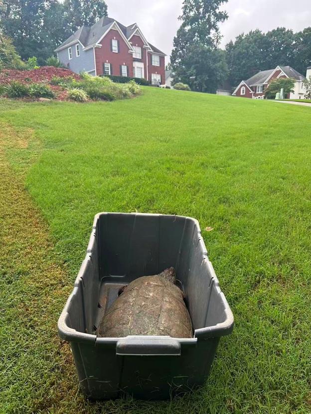 BigTurtle_13.jpg