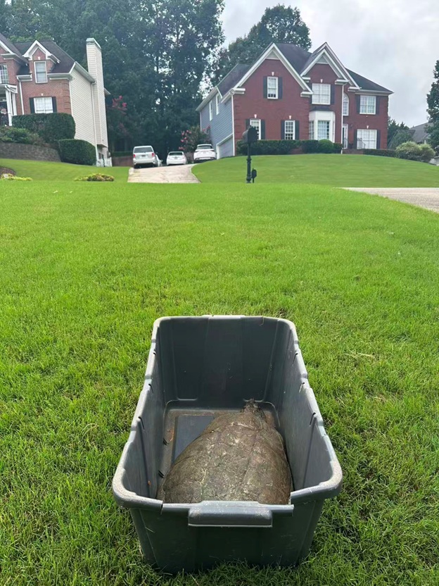 BigTurtle_12.jpg