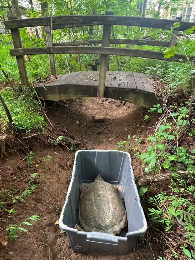BigTurtle_17.jpg