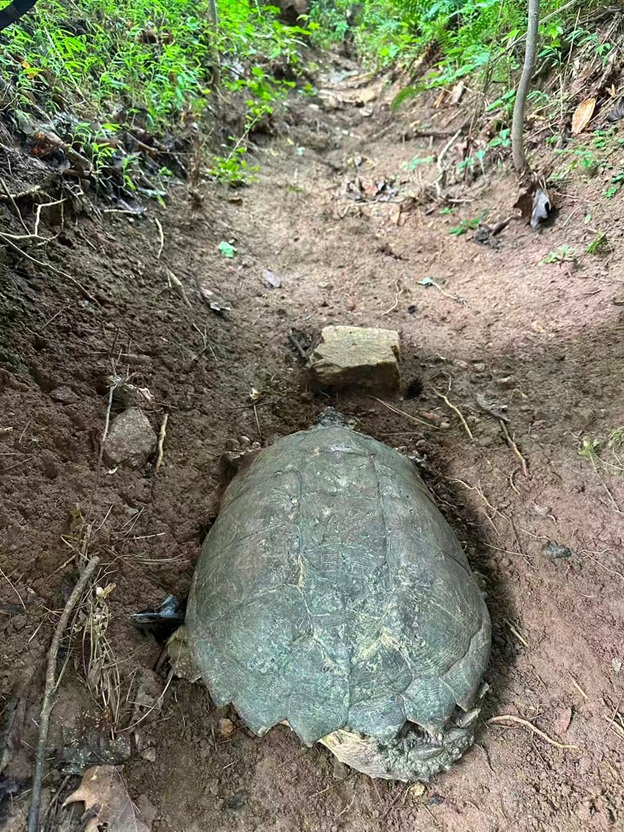 BigTurtle_20.jpg