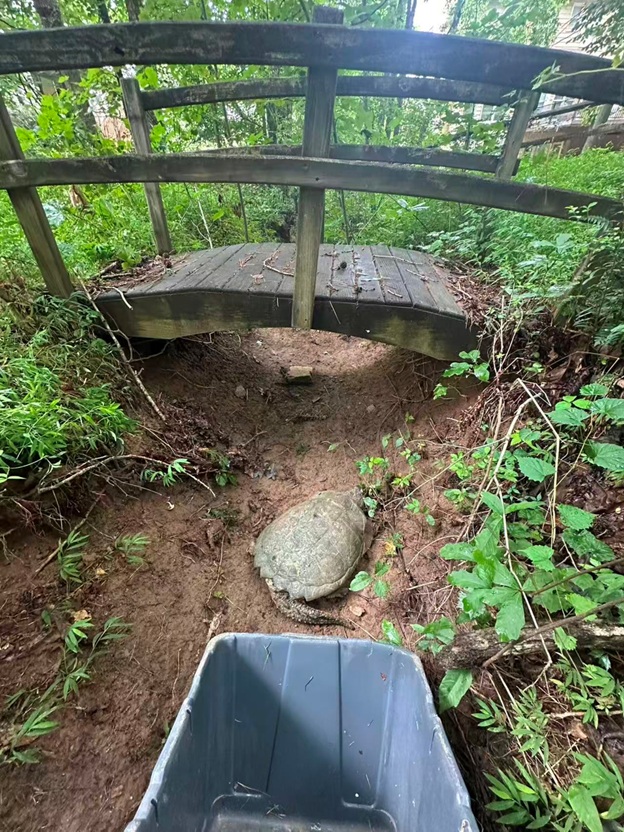 BigTurtle_18.jpg