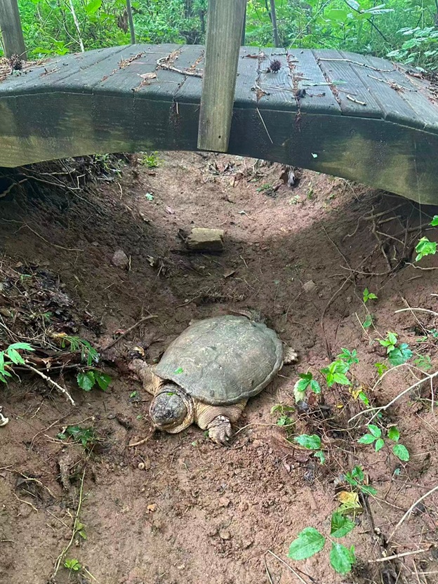 BigTurtle_19.jpg