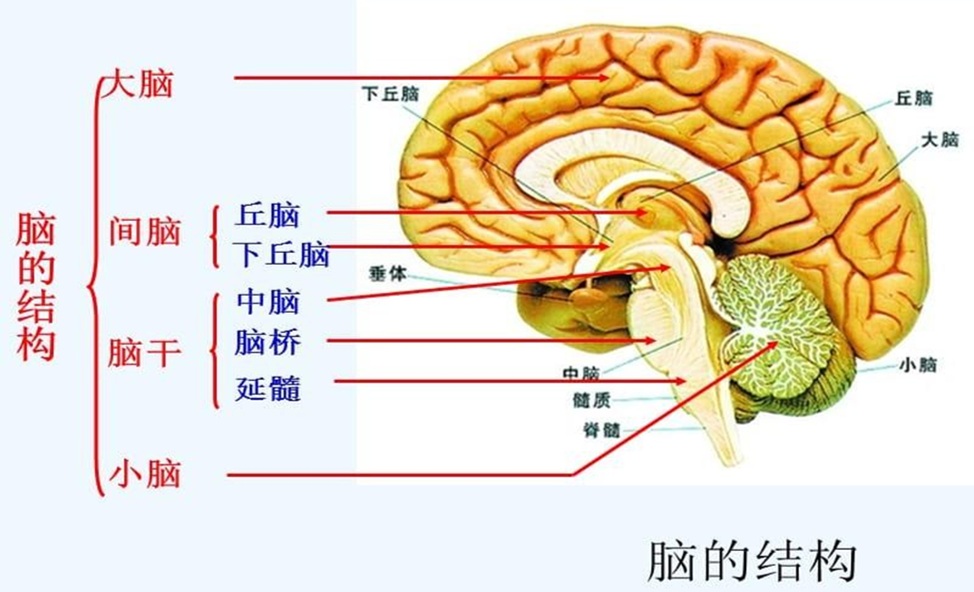Neuroscience_02.jpg