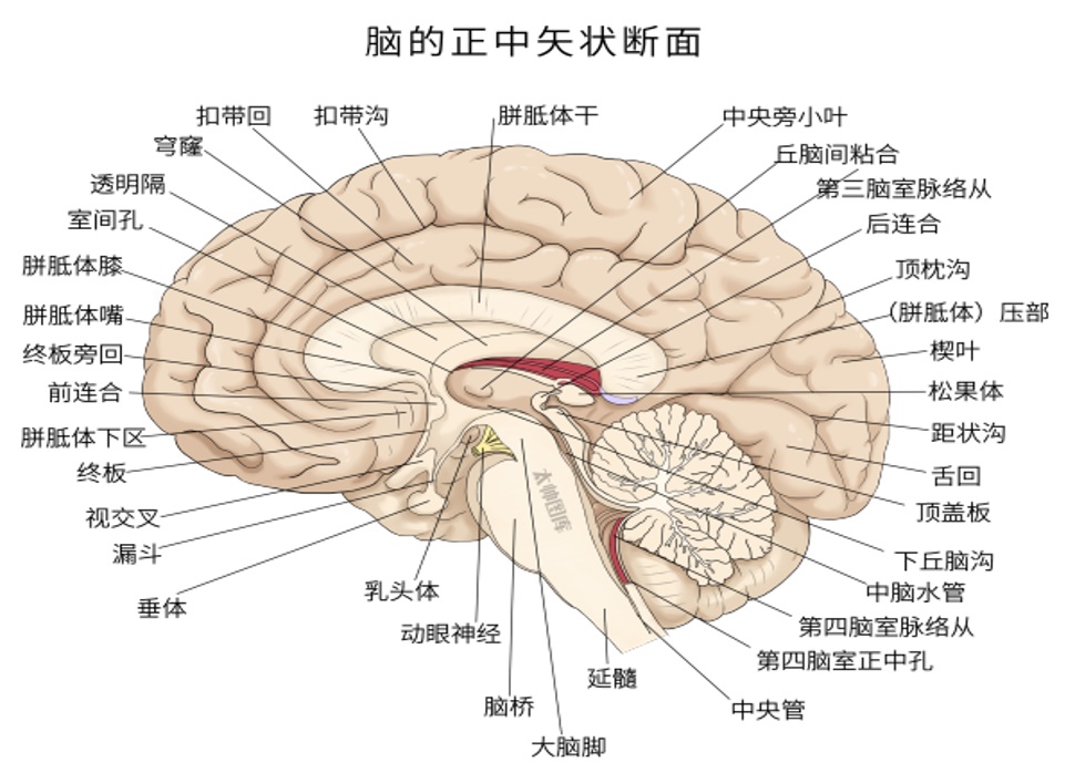 Neuroscience_03.jpg