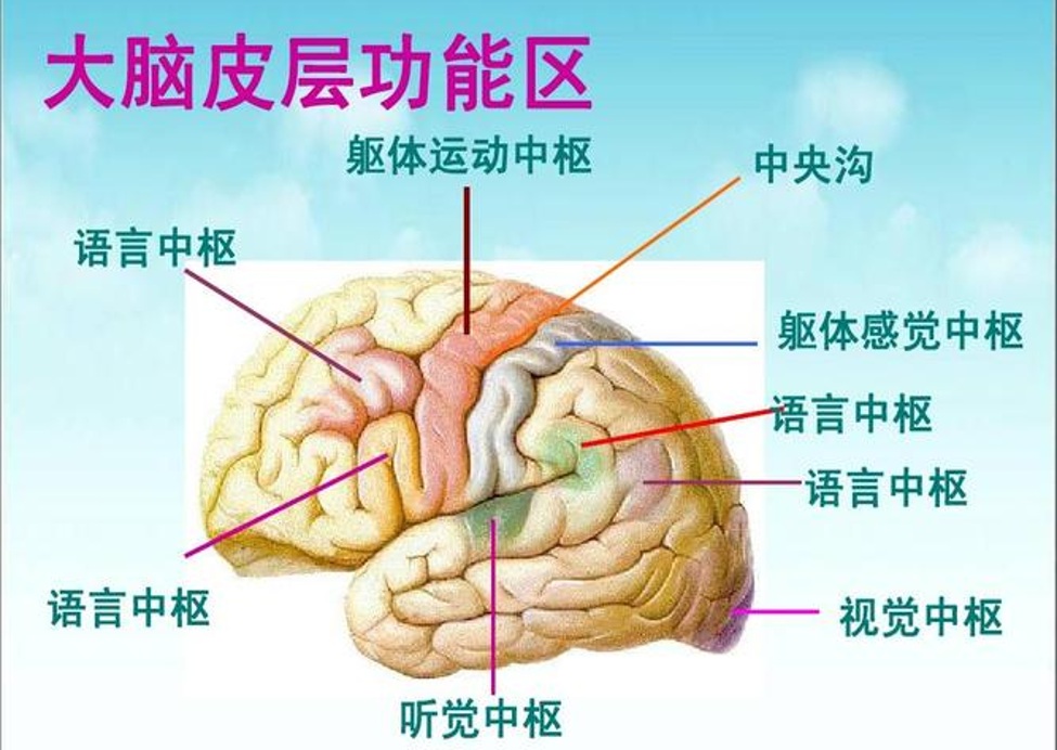 Neuroscience_05.jpg