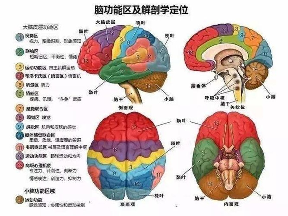 Neuroscience_09.jpg