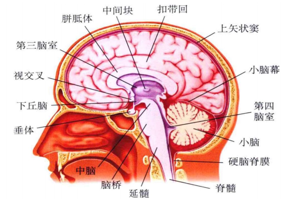 Neuroscience_13.jpg