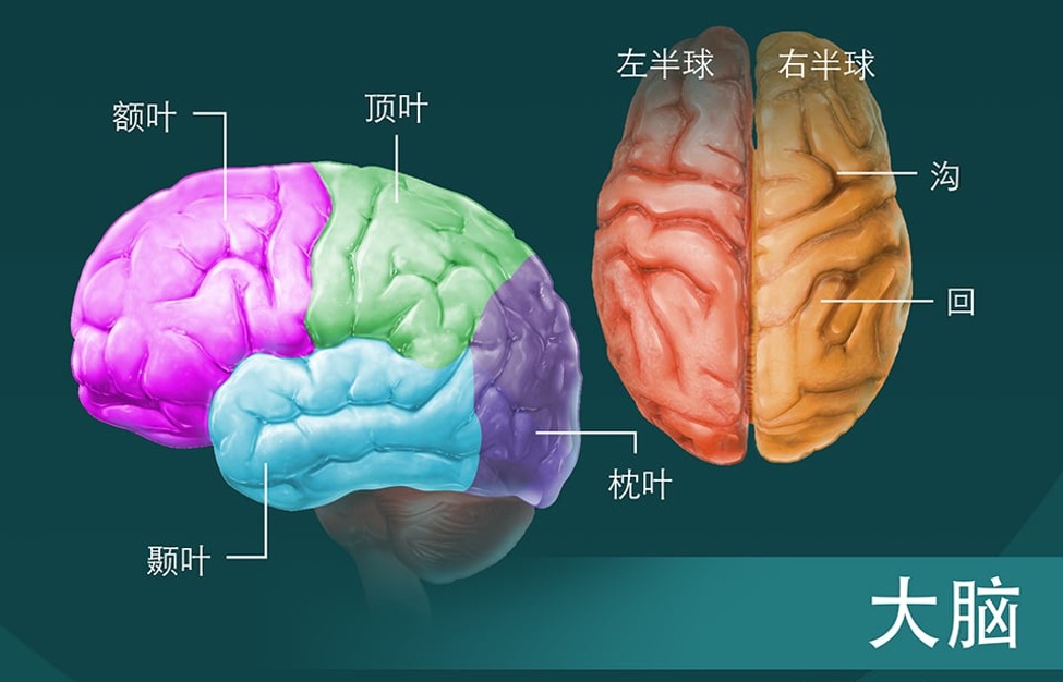 Neuroscience_08.jpg