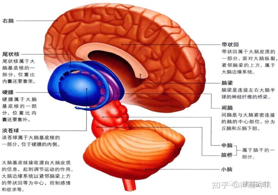 Neuroscience_07.jpg