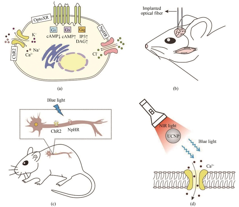 Neuroscience_25.jpg